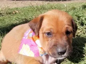 Cachorro raça SRD-ViraLata idade Abaixo de 2 meses nome ESTRELA