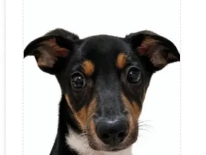 Cachorro raça SRD-ViraLata idade 2 a 6 meses nome Pingo
