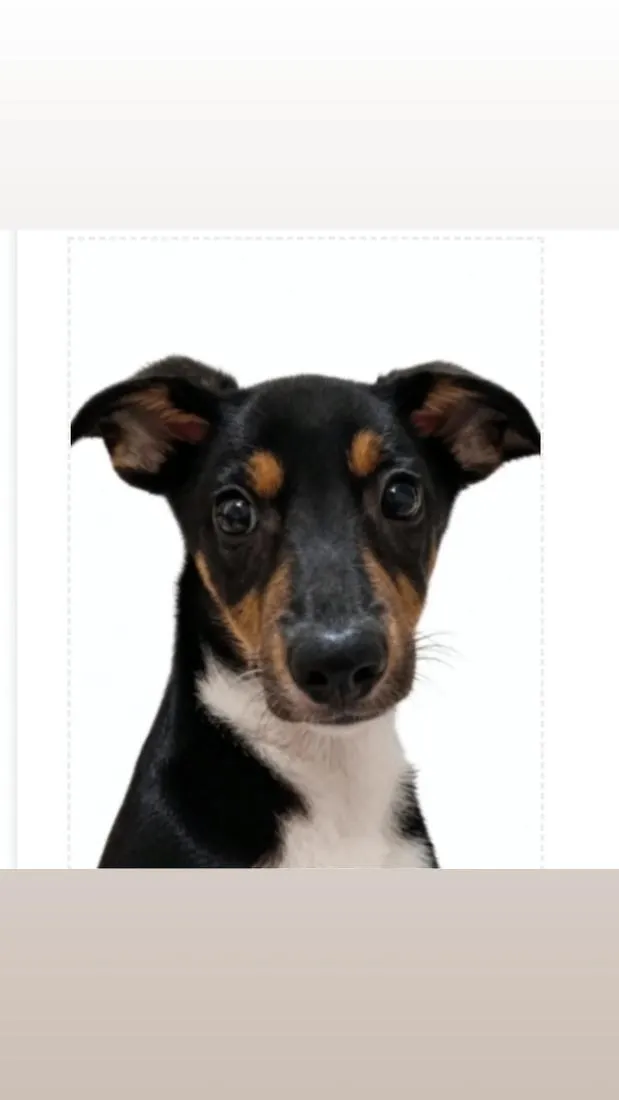 Cachorro raça SRD-ViraLata idade 2 a 6 meses nome Pingo