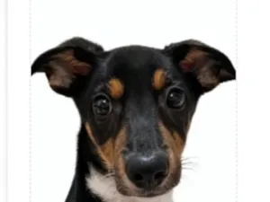 Cachorro raça SRD-ViraLata idade 2 a 6 meses nome Pingo
