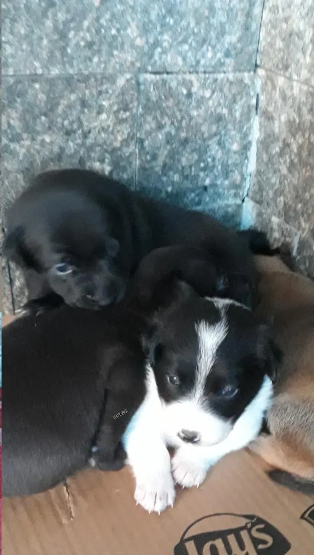 Cachorro raça SRD-ViraLata idade Abaixo de 2 meses nome Snoop, lobinha,pretinho, lordinha
