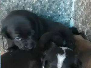 Cachorro raça SRD-ViraLata idade Abaixo de 2 meses nome Snoop, lobinha,pretinho, lordinha
