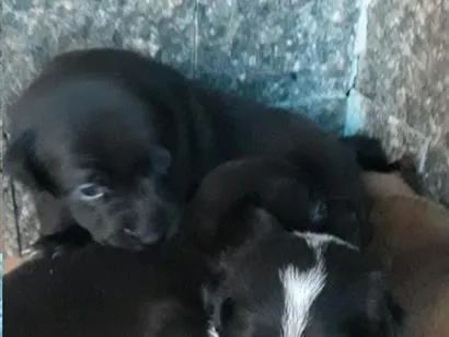 Cachorro raça SRD-ViraLata idade Abaixo de 2 meses nome Snoop, lobinha,pretinho, lordinha