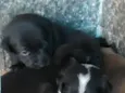 Snoop, lobinha,pretinho, lordinha