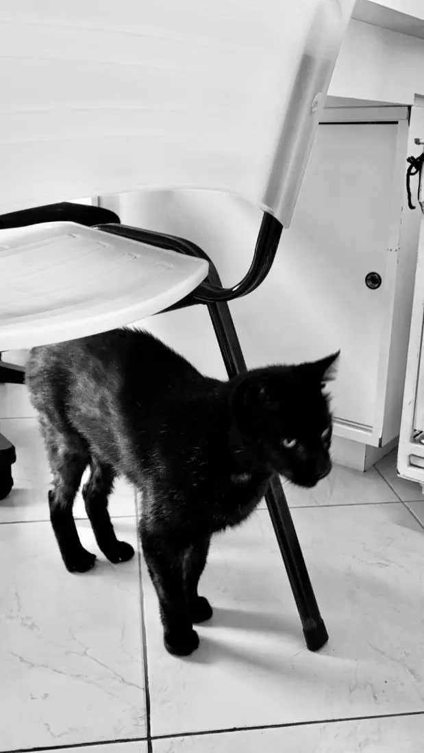 Gato raça SRD-ViraLata idade 4 anos nome Café
