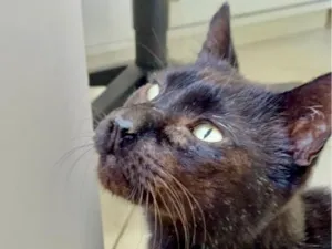 Gato raça SRD-ViraLata idade 4 anos nome Café