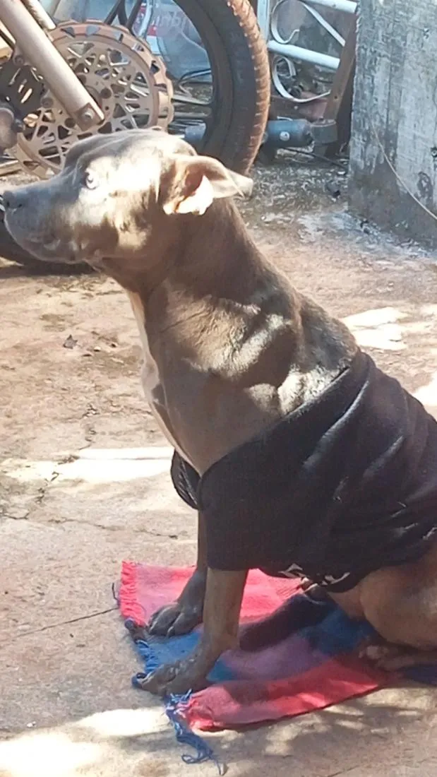 Cachorro raça Pit-Bull idade 2 a 6 meses nome ... 