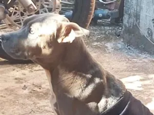 Cachorro raça Pit-Bull idade 2 a 6 meses nome ... 