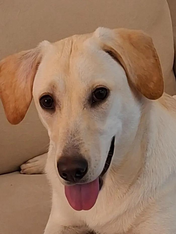 Cachorro raça SRD-ViraLata idade 7 a 11 meses nome Ana