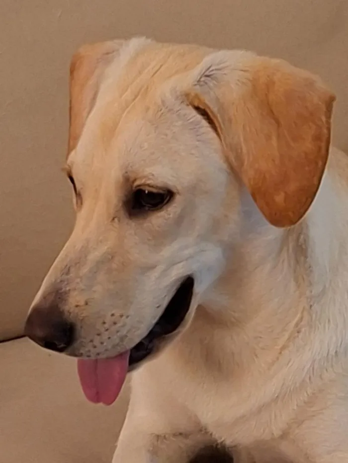 Cachorro raça SRD-ViraLata idade 7 a 11 meses nome Ana