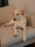 Ana