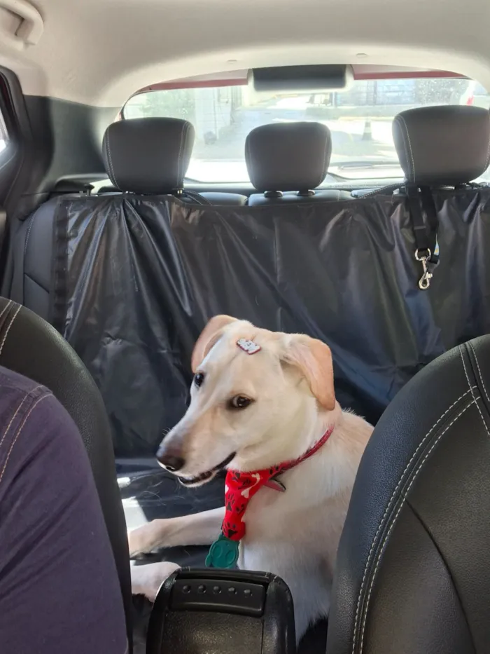Cachorro raça SRD-ViraLata idade 7 a 11 meses nome Ana