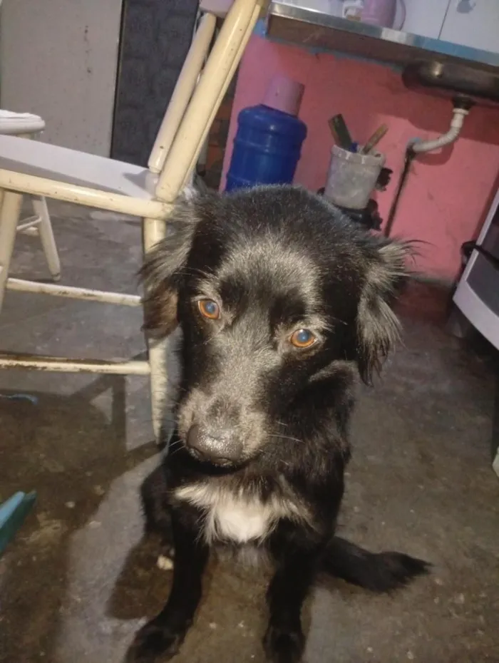 Cachorro raça SRD-ViraLata idade 2 anos nome Aurora 
