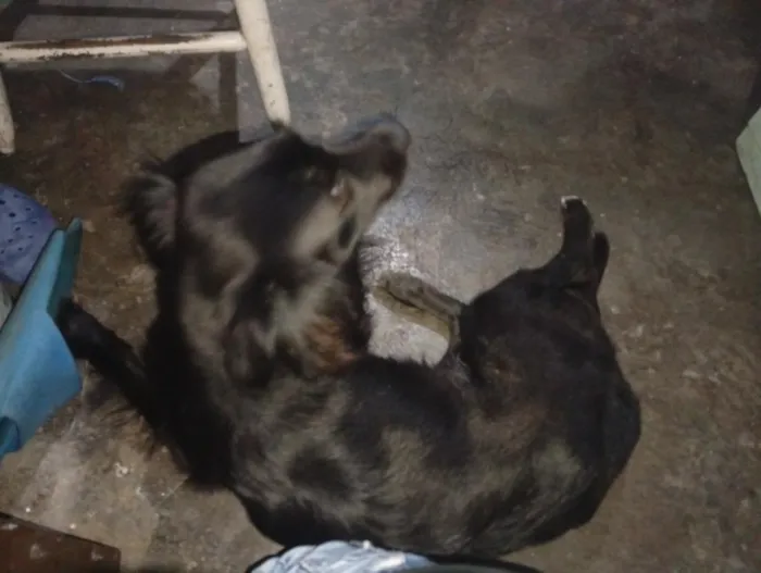 Cachorro raça SRD-ViraLata idade 2 anos nome Aurora 