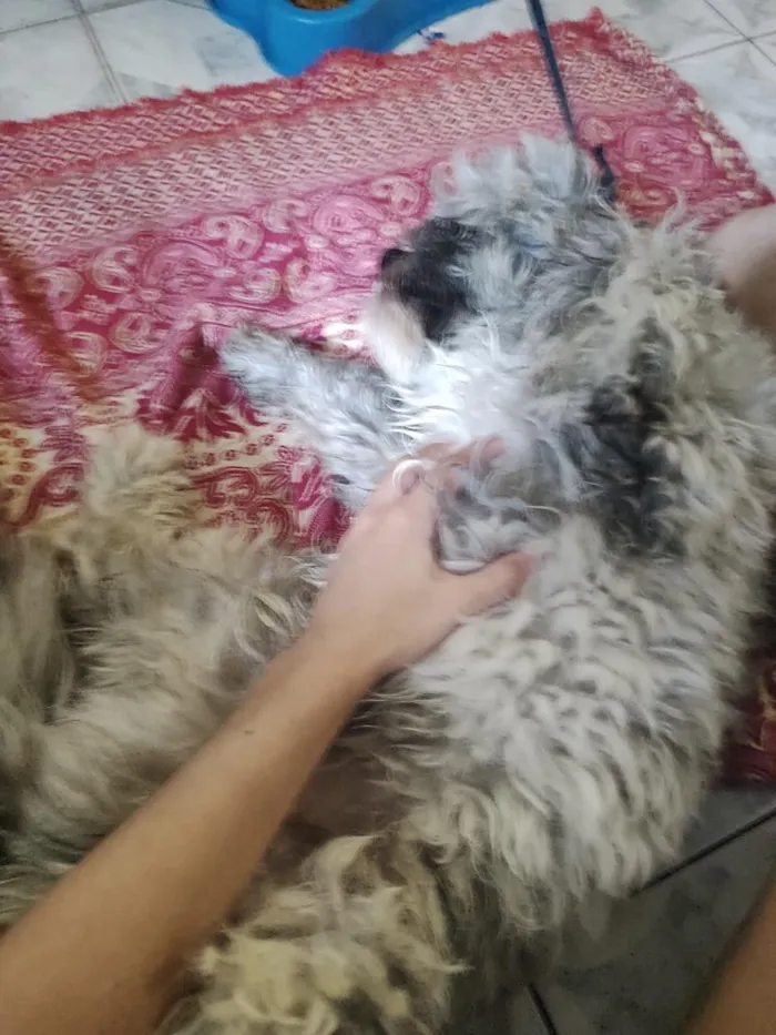 Cachorro raça Shitzu idade 1 ano nome não possui
