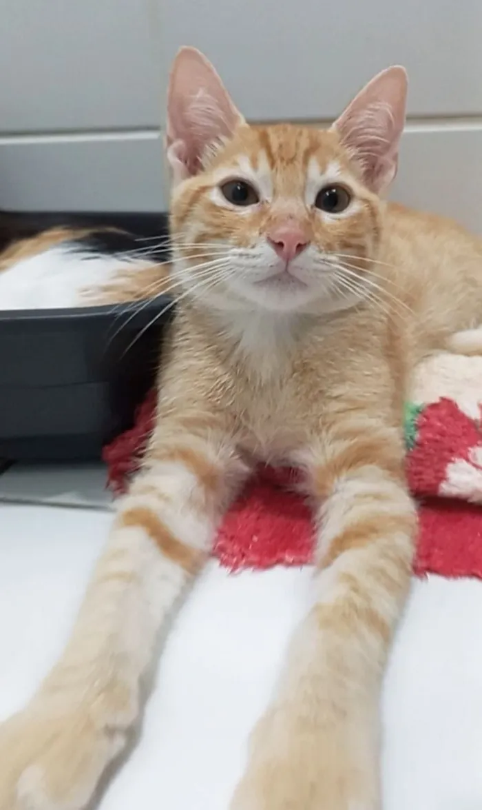 Gato raça SRD-ViraLata idade 2 a 6 meses nome cadu