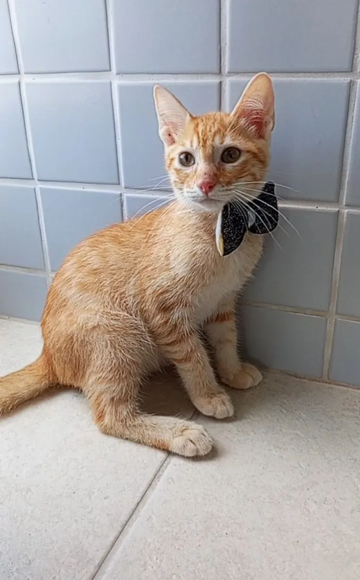 Gato raça SRD-ViraLata idade 2 a 6 meses nome cadu