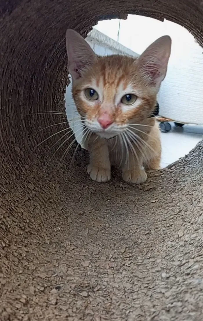 Gato raça SRD-ViraLata idade 2 a 6 meses nome cadu