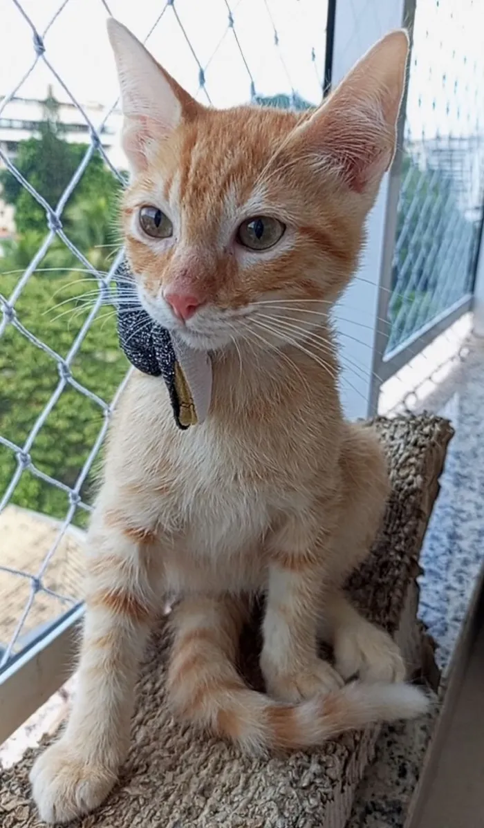 Gato raça SRD-ViraLata idade 2 a 6 meses nome cadu