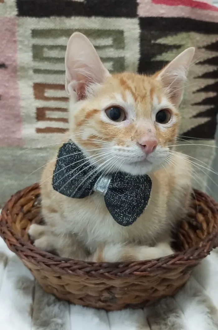 Gato raça SRD-ViraLata idade 2 a 6 meses nome cadu