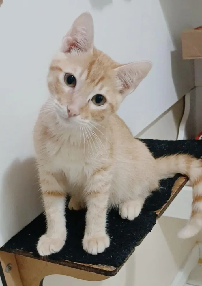 Gato raça SRD-ViraLata idade 2 a 6 meses nome cadu