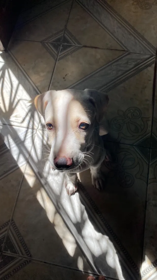 Cachorro raça SRD-ViraLata com Labrador idade 2 a 6 meses nome Mooncake
