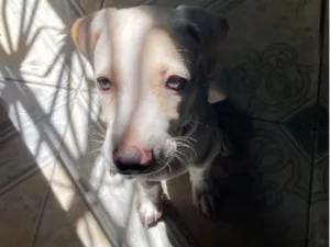 Cachorro raça SRD-ViraLata com Labrador idade 2 a 6 meses nome Mooncake