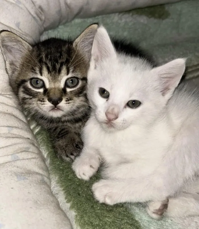 Gato raça SRD-ViraLata idade Abaixo de 2 meses nome Yang e Sky