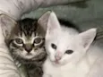 Yang e Sky