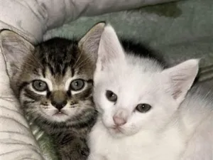 Gato raça SRD-ViraLata idade Abaixo de 2 meses nome Yang e Sky