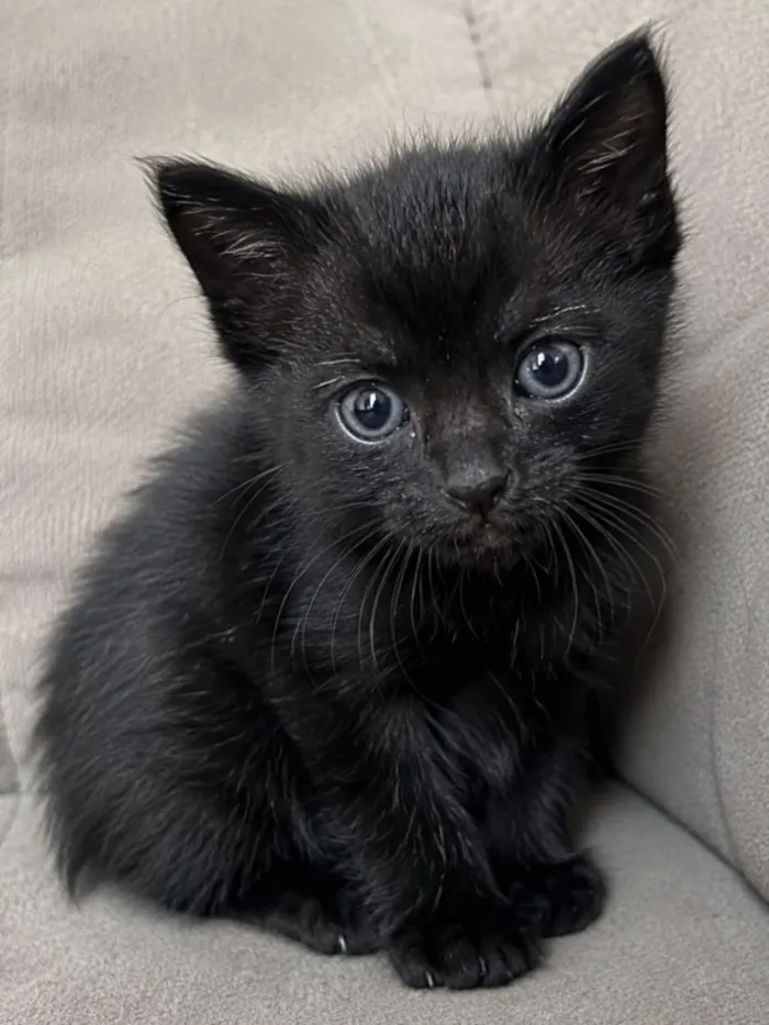 Gato raça SRD-ViraLata idade Abaixo de 2 meses nome Yin