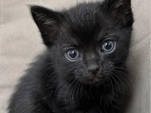 Gato raça SRD-ViraLata idade Abaixo de 2 meses nome Yin