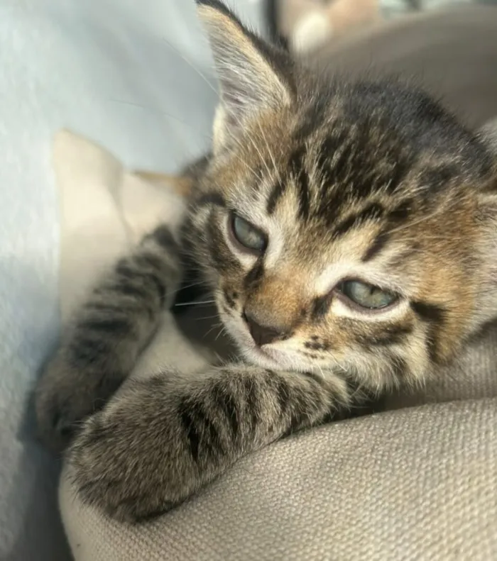 Gato raça SRD-ViraLata idade Abaixo de 2 meses nome Sun
