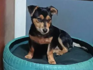 Cachorro raça SRD-ViraLata idade 2 a 6 meses nome Tody 