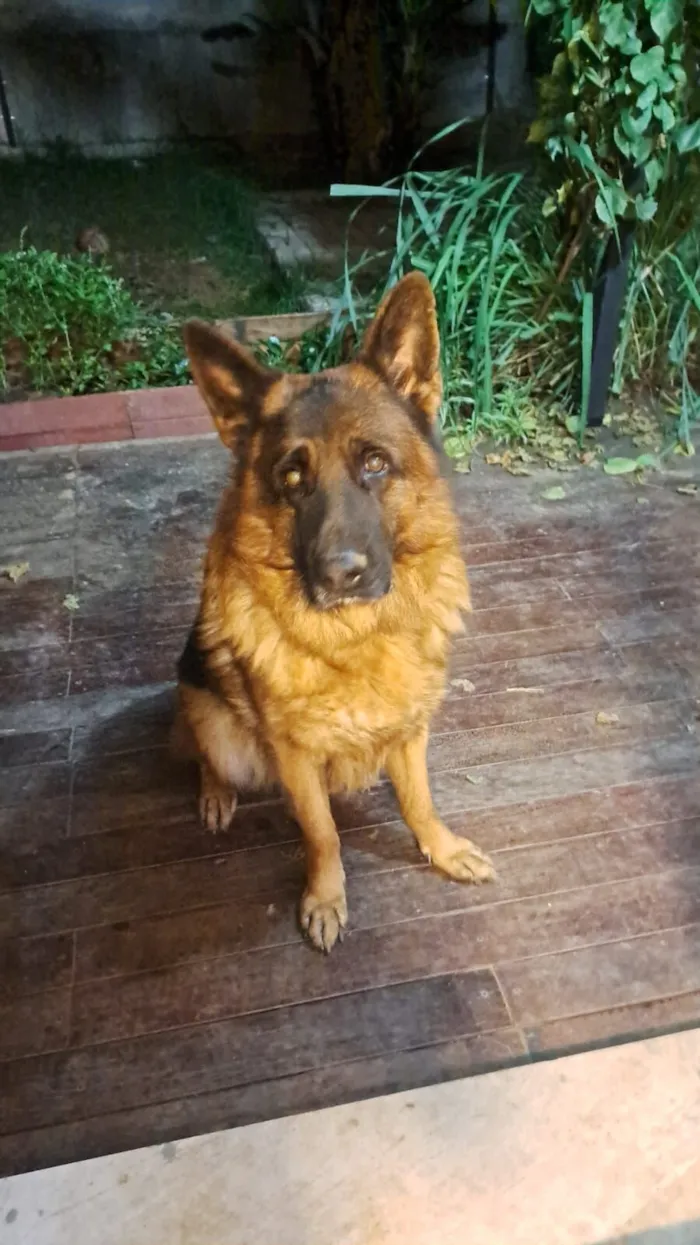 Cachorro raça Pastor Alemão idade 5 anos nome Rambo
