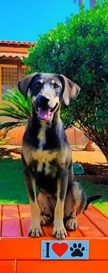 Cachorro raça SRD-ViraLata idade 2 anos nome Maria Flor