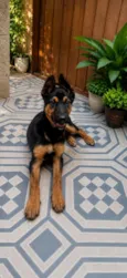 Scooby
