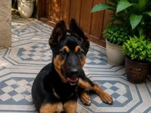 Cachorro raça SRD-ViraLata idade 7 a 11 meses nome Scooby