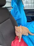 Elvis