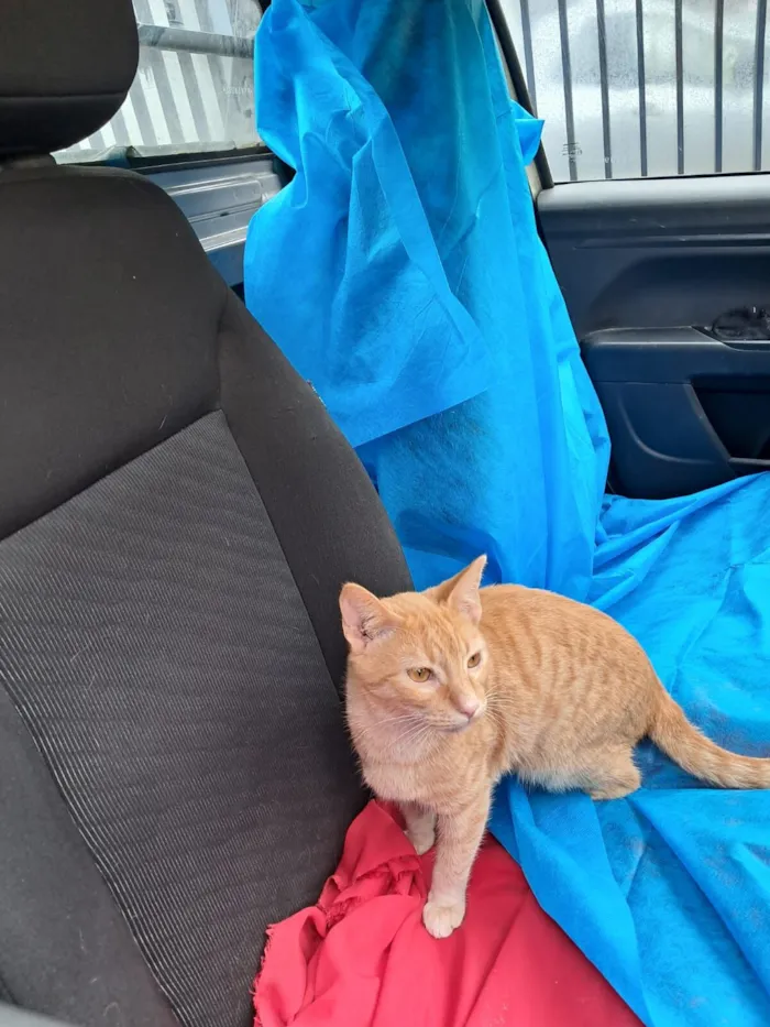 Gato raça SRD-ViraLata idade 2 a 6 meses nome Elvis