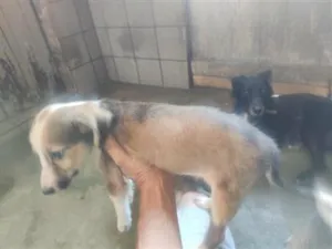 Cachorro raça SRD-ViraLata idade 2 a 6 meses nome Fofinha