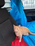 Elvis