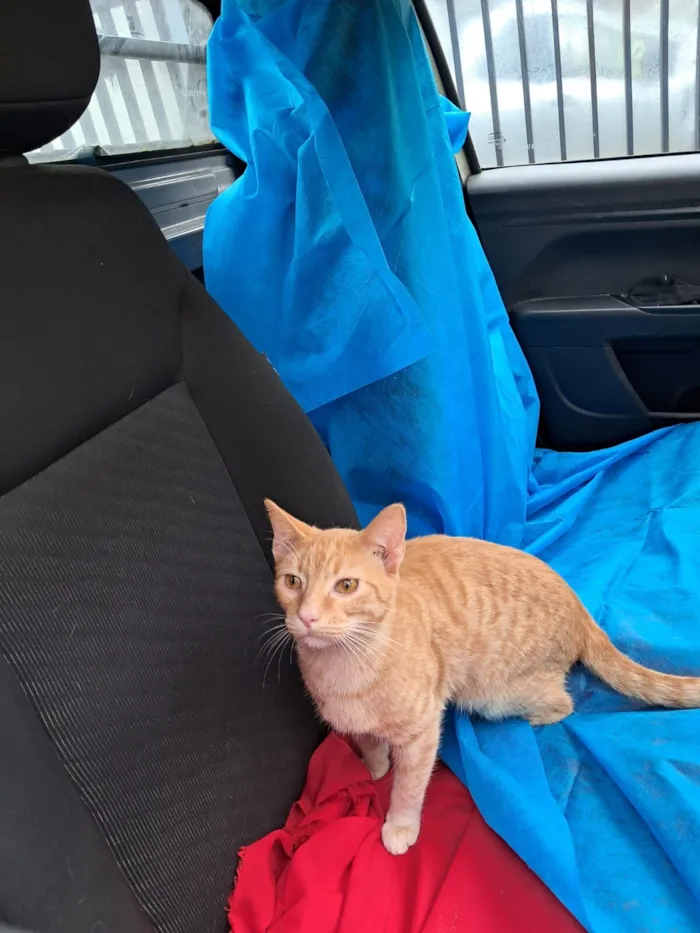 Gato raça SRD-ViraLata idade 2 a 6 meses nome Elvis