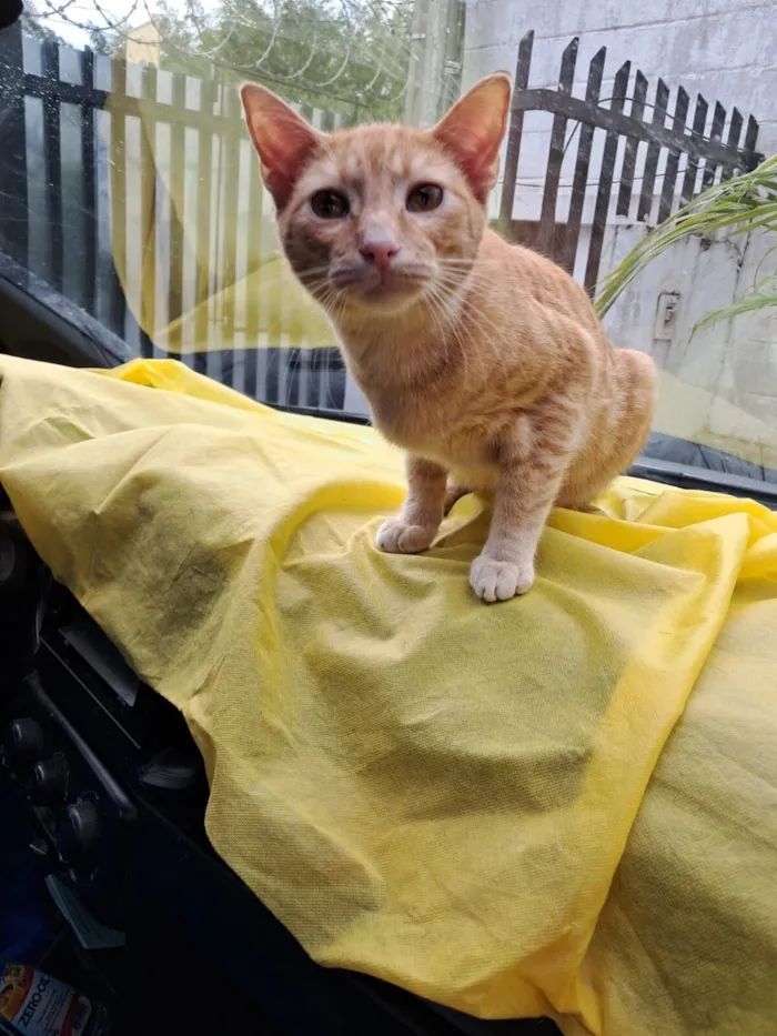 Gato raça SRD-ViraLata idade 2 a 6 meses nome Elvis