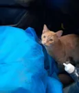 Elvis