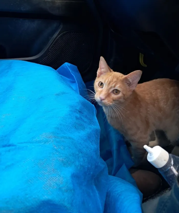 Gato raça SRD-ViraLata idade 2 a 6 meses nome Elvis