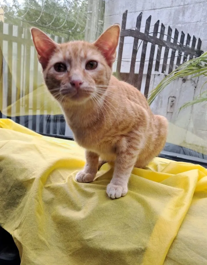 Gato raça SRD-ViraLata idade 2 a 6 meses nome Elvis