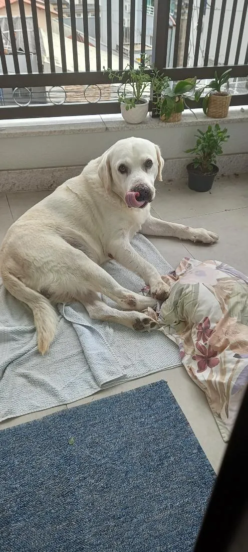 Cachorro raça Labrador idade 3 anos nome desconhecido