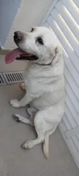 desconhecido