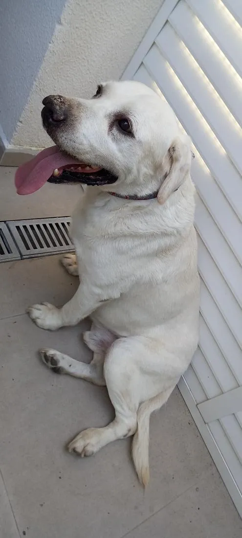 Cachorro raça Labrador idade 3 anos nome desconhecido